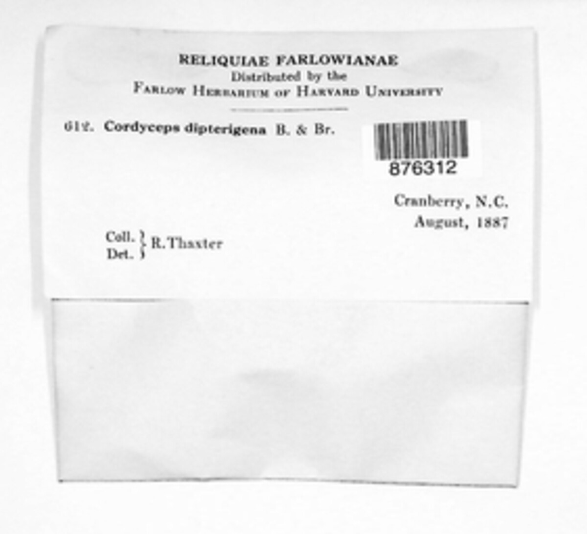 Ophiocordyceps dipterigena image
